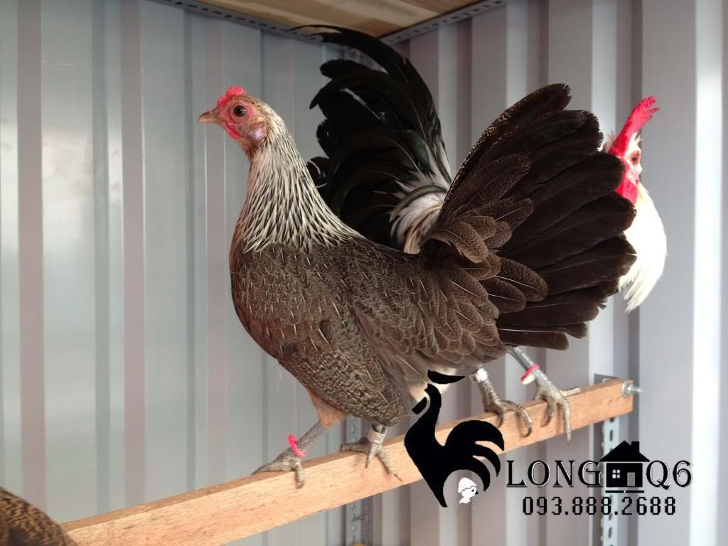 Gà tre mỹ chuối chân xanh - 1