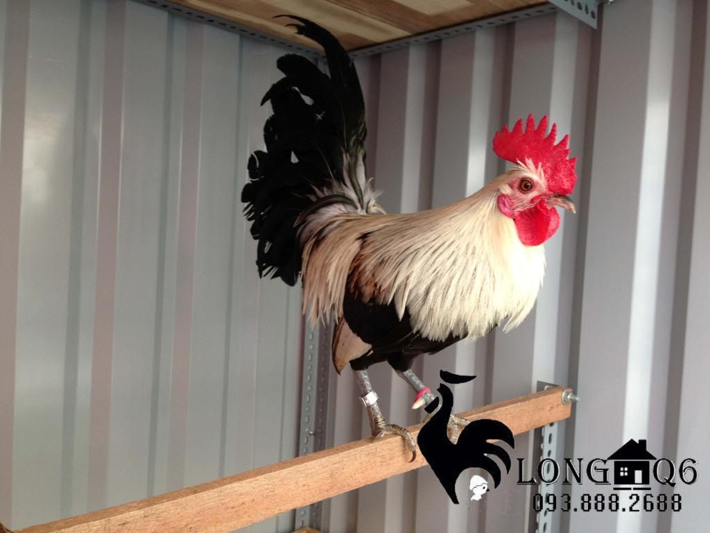 Gà tre mỹ chuối chân xanh - 2