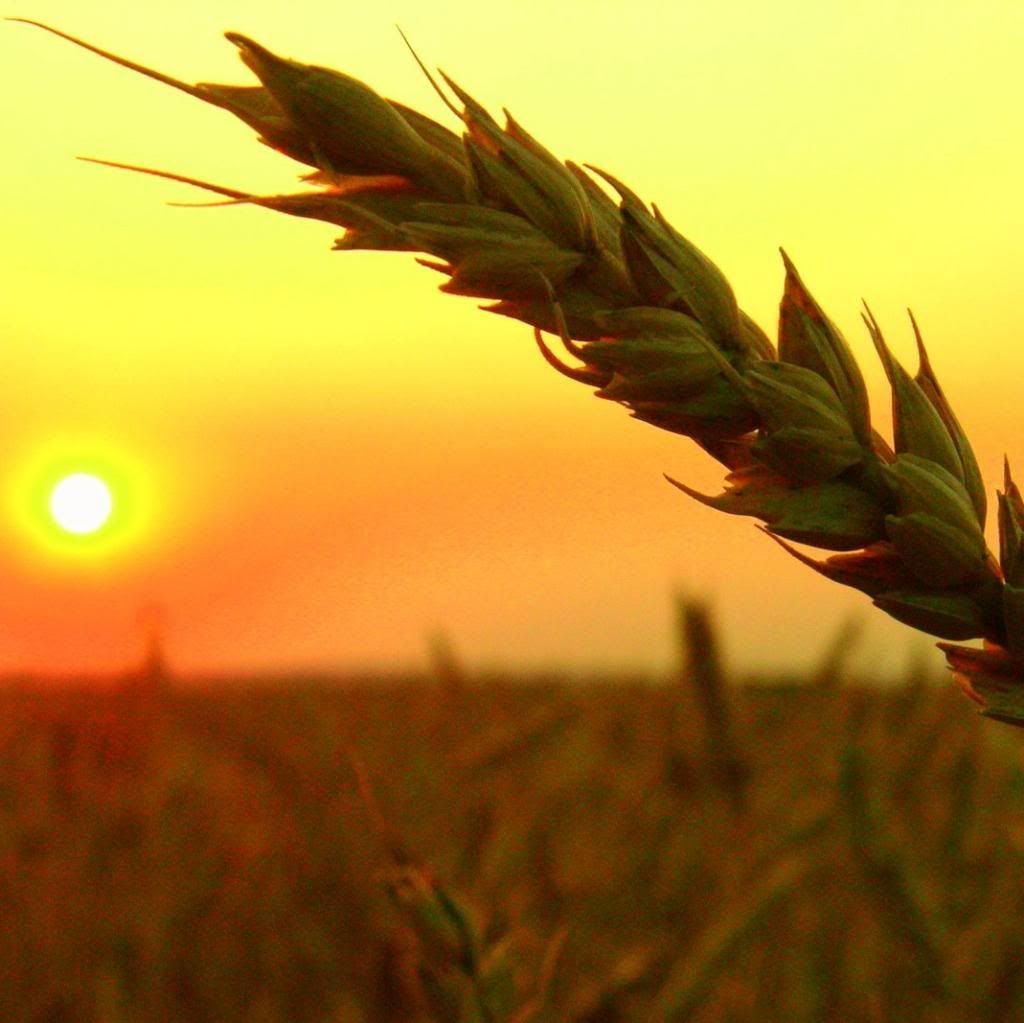 http://i1115.photobucket.com/albums/k551/goddess1234/wheat-field-harvest-sunset.jpg