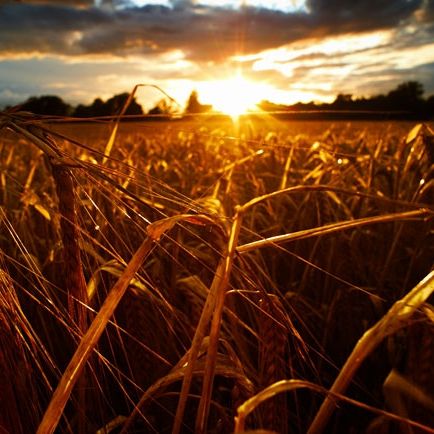http://i1115.photobucket.com/albums/k551/goddess1234/wheat_field_freston_sunset-Copy.jpg