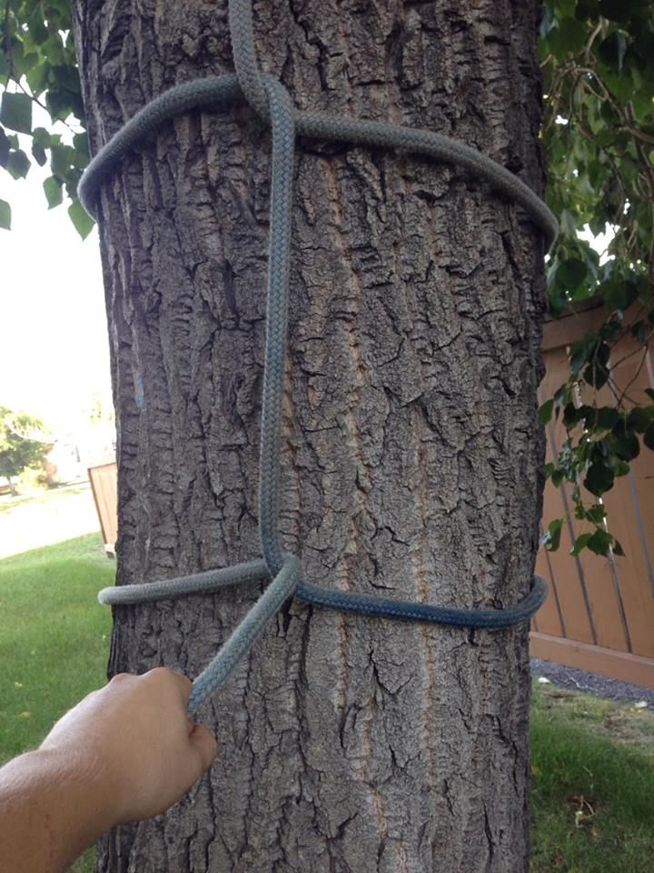 how to "false crotch" a stalk down. Page 2