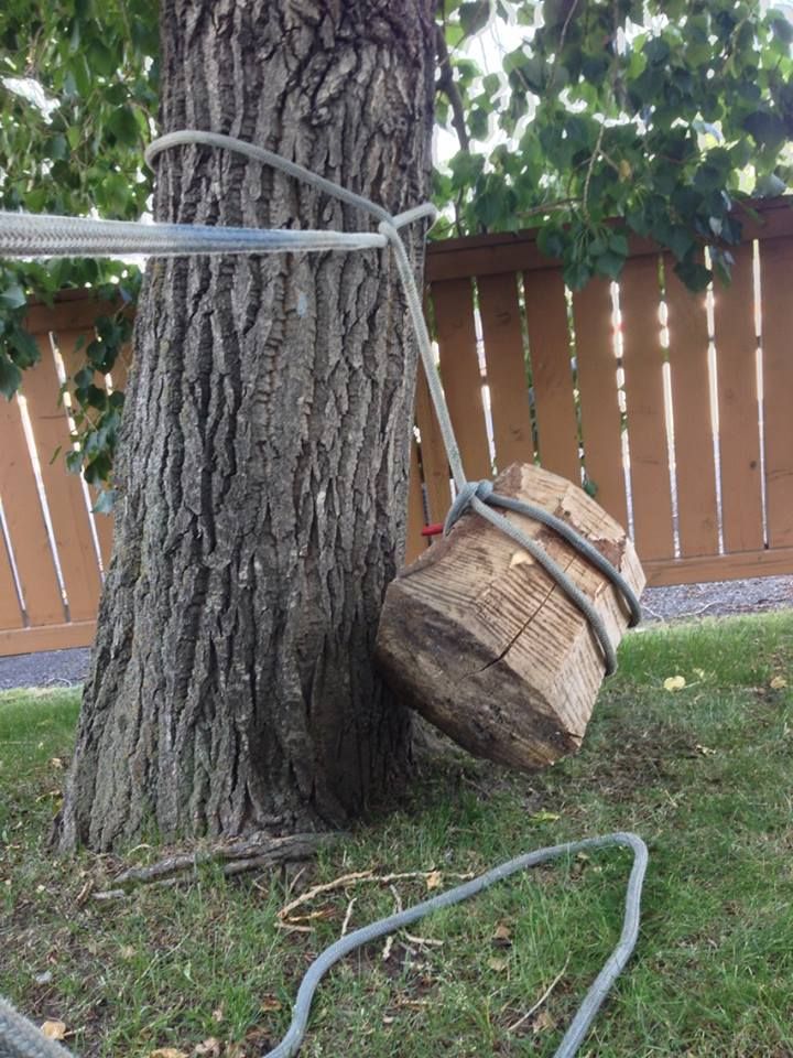 how to "false crotch" a stalk down. Page 2