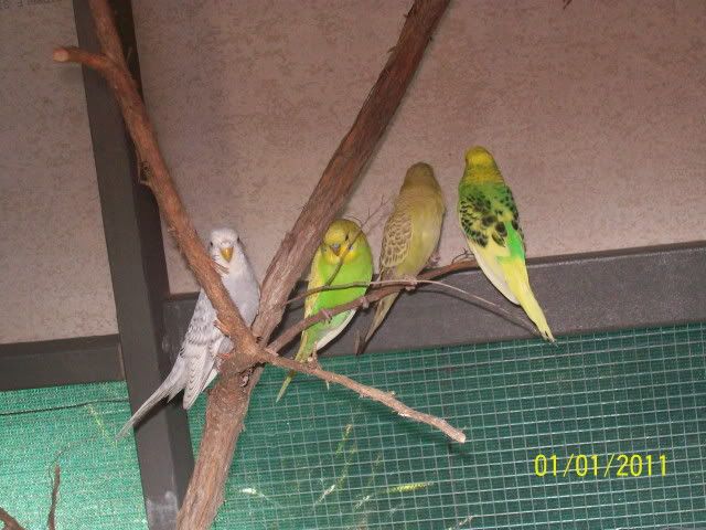 Budgies2.jpg?t=1294350988