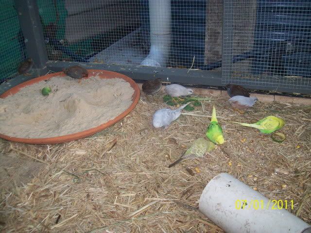 Budgiesquails.jpg?t=1294350988