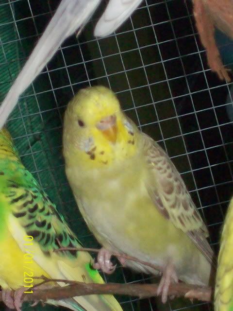 Cheeky.jpg?t=1294350988