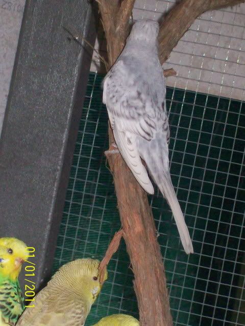 Smokey.jpg?t=1294350988