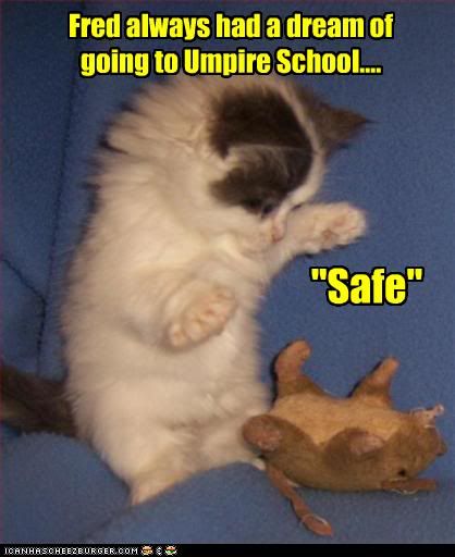 funny-pictures-kitten-goes-to-umpire-school.jpg