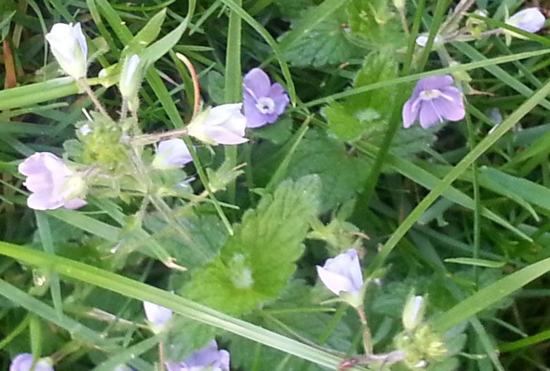 2013-05-31-193535_zpsb3d74ff7.jpg