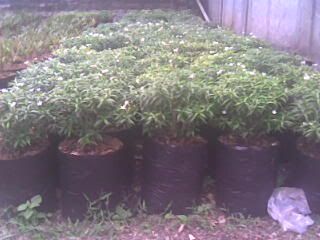 ( Flora / Tanaman / Pohon ) Rombusa Mini Golden,Varigata Silver & Green