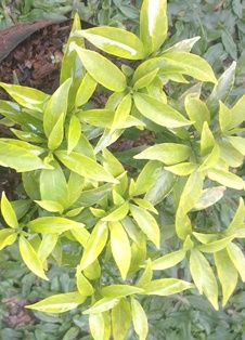 ( Flora / Tanaman / Pohon ) Rombusa Mini Golden,Varigata Silver & Green