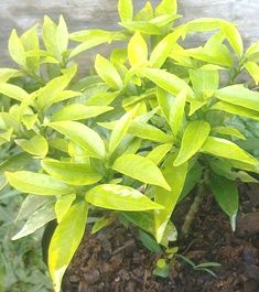 ( Flora / Tanaman / Pohon ) Rombusa Mini Golden,Varigata Silver & Green
