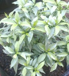 ( Flora / Tanaman / Pohon ) Rombusa Mini Golden,Varigata Silver & Green