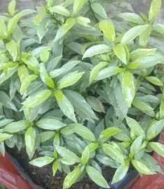 ( Flora / Tanaman / Pohon ) Rombusa Mini Golden,Varigata Silver & Green
