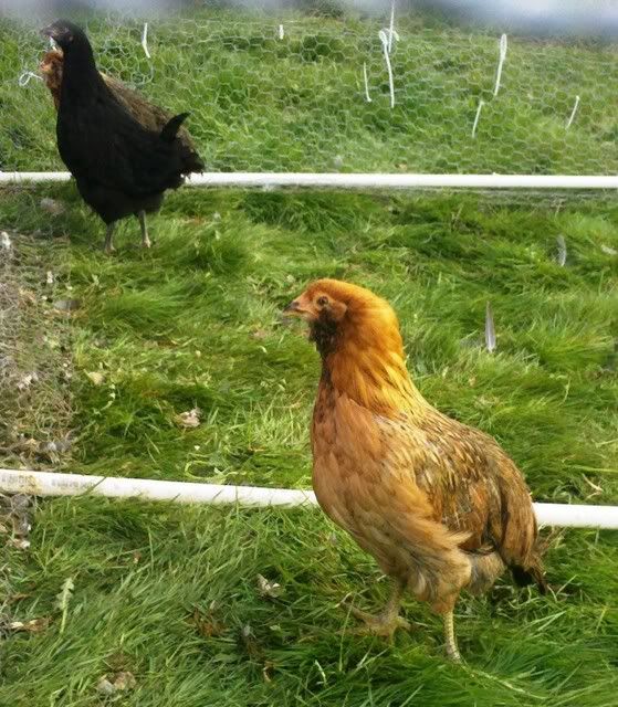 Meet a few of my girls. - Poultry