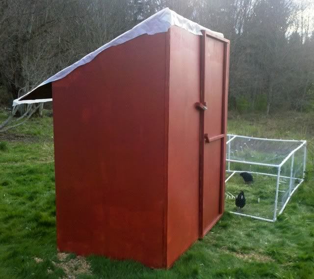 Meet a few of my girls. - Poultry