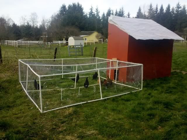 Meet a few of my girls. - Poultry