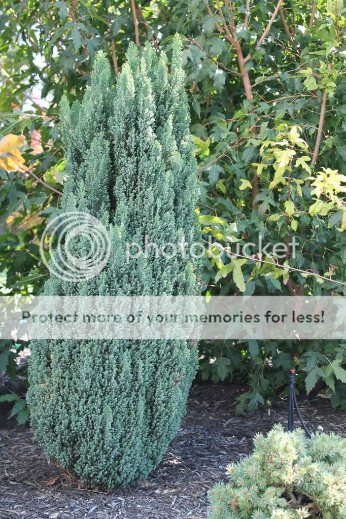 Chamaecyparis Lawsoniana ‘Ellwoods Pillar’ Photo by maplegrovecr ...