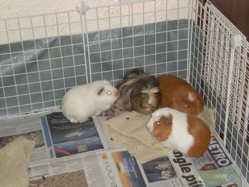GuineaPigs016.jpg