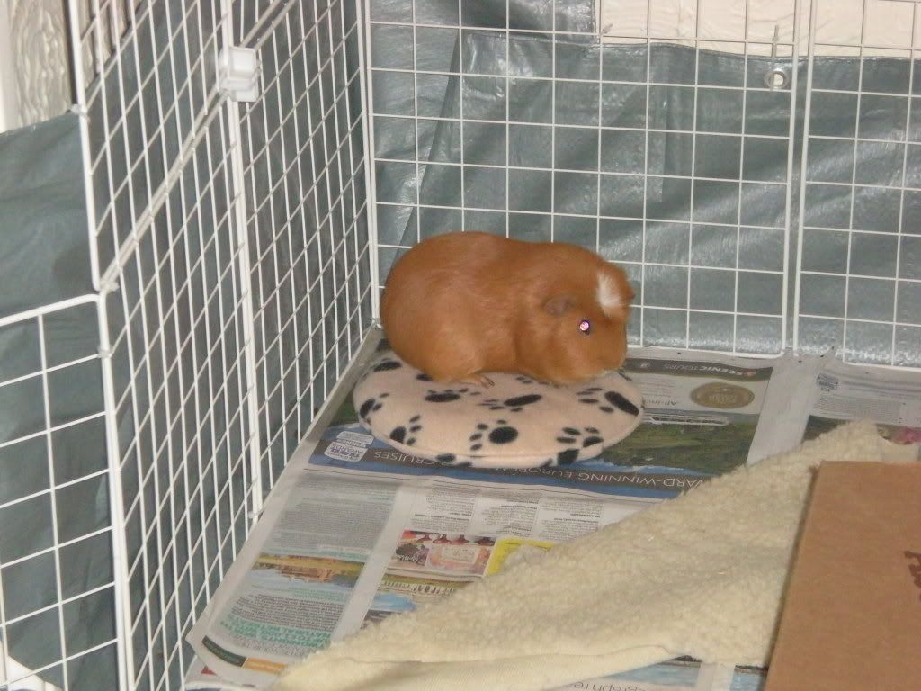 GuineaPigs027.jpg