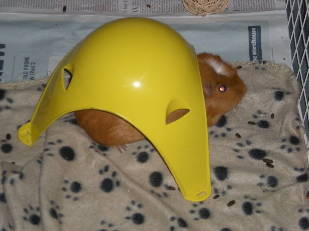 GuineaPigs032.jpg