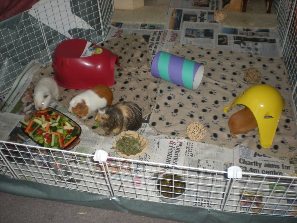 GuineaPigs033.jpg