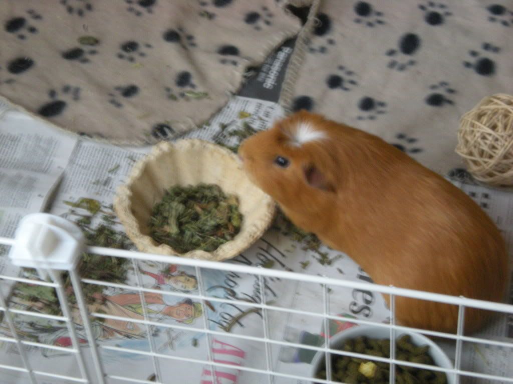 GuineaPigs035.jpg