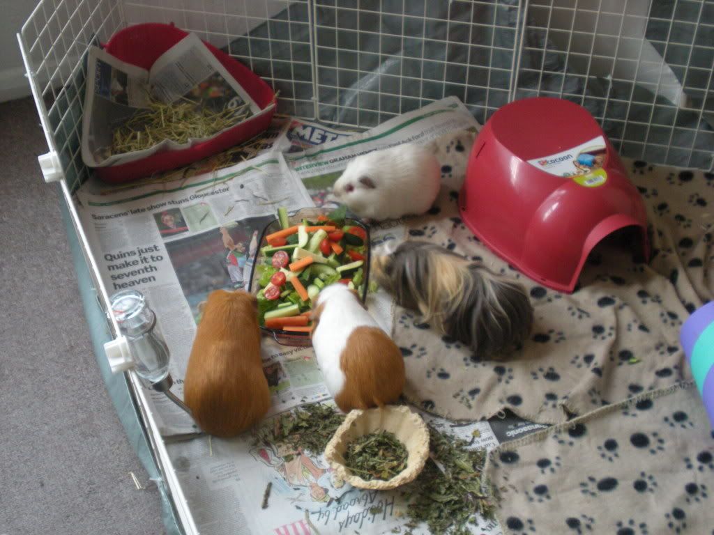GuineaPigs036.jpg