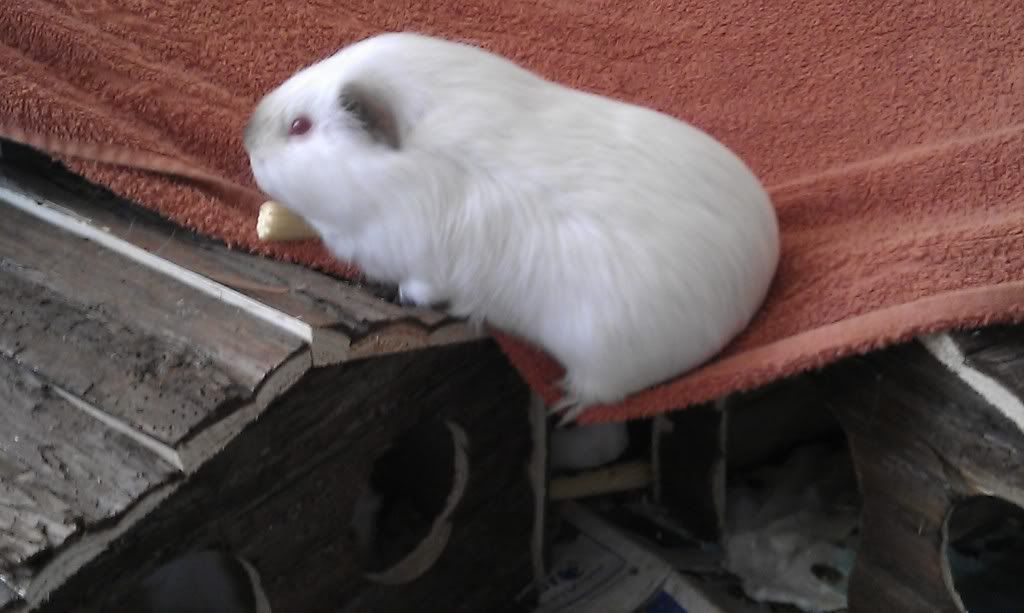 IMAG0131.jpg