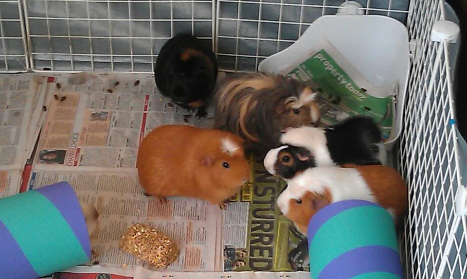 Piggies.jpg
